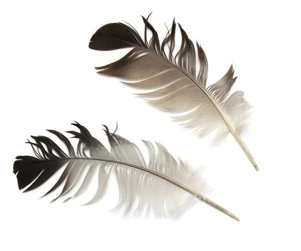 Feather of a bird — Stock Photo, Image