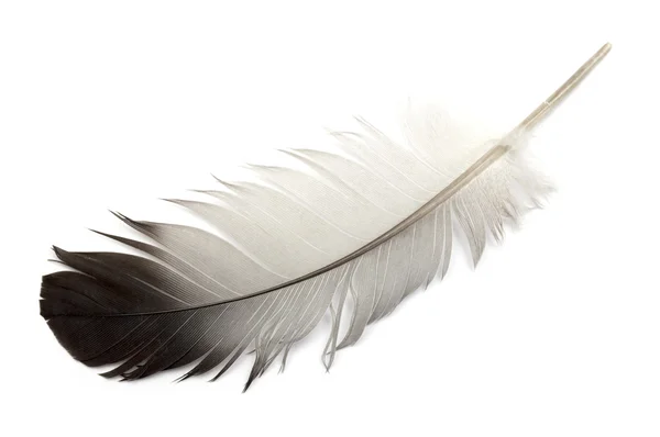 Feather of a bird — Stock Photo, Image