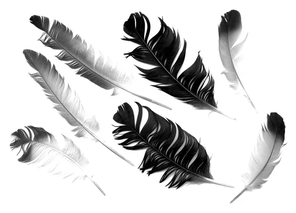 鳥の羽 — ストック写真