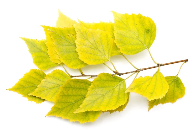 Autumn birch leaves — Stock Photo, Image