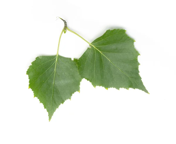Green birch leaves — Stock Photo, Image