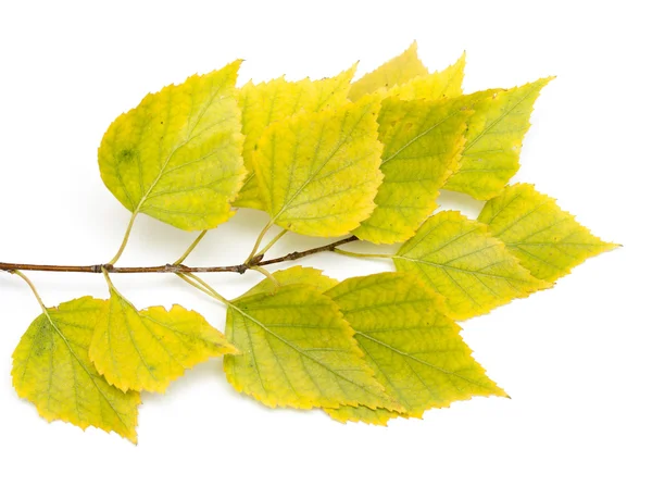 Autumn birch leaves — Stock Photo, Image