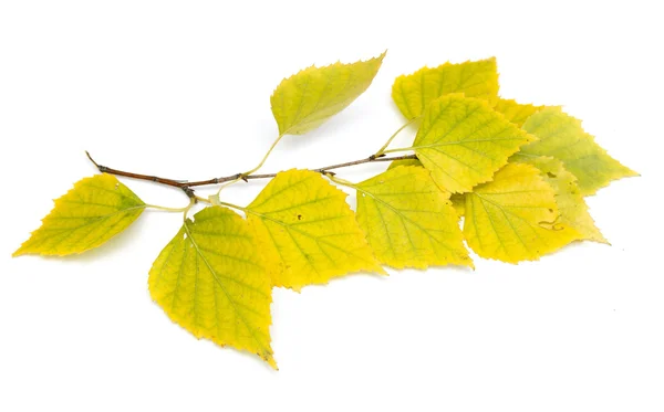 Autumn birch leaves — Stock Photo, Image