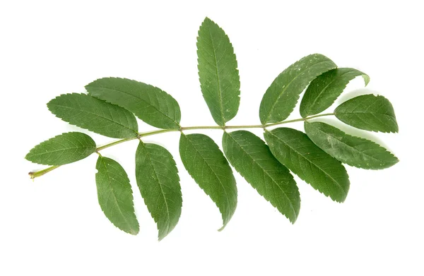 Leaf of a mountain ash — Stock Photo, Image