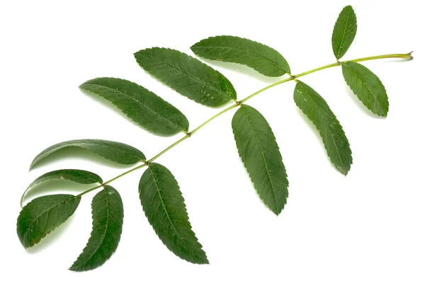 Leaf of a mountain ash — Stock Photo, Image