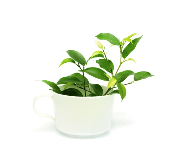 Ficus in the pot — Stock Photo, Image