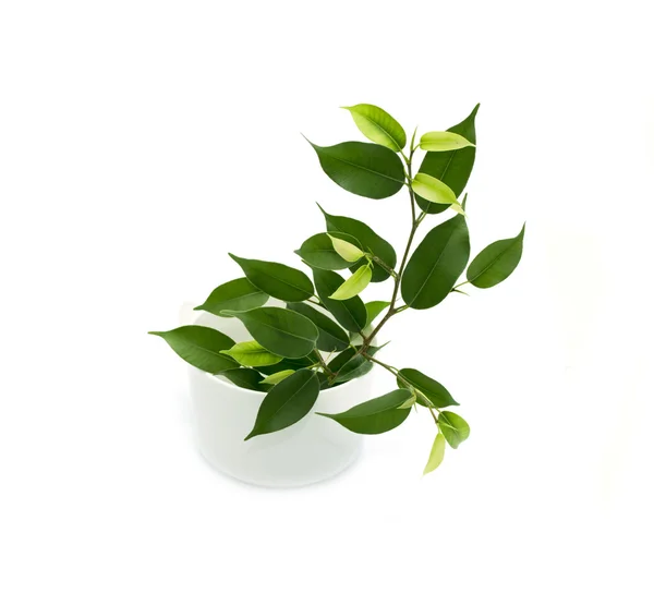 Ficus i potten — Stockfoto