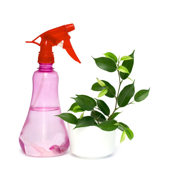 Фикус и банка для кропления
