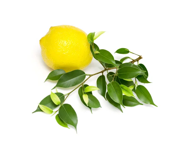 Lemon with leaves — Stock Photo, Image