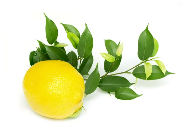 Citron med blad — Stockfoto