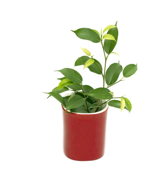 Ficus in red pot — Stock Photo, Image