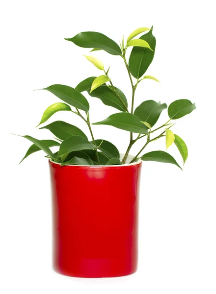 Ficus em panela vermelha — Fotografia de Stock