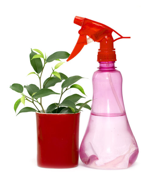 Фикус Бенджамина цветок и банка для кропления
