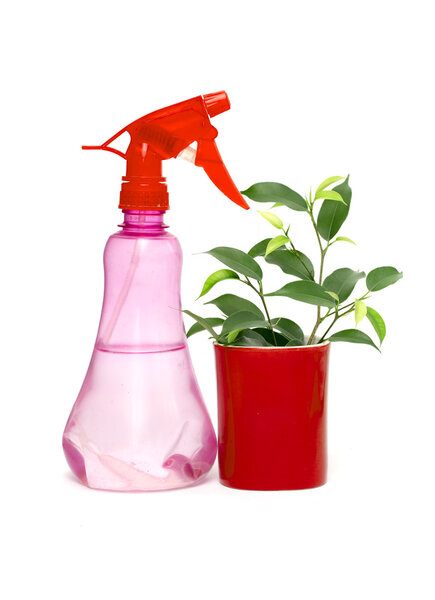 Фикус Бенджамина цветок и банка для кропления
