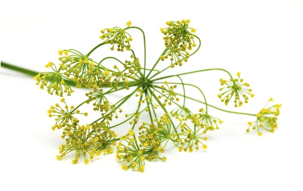 Kwiaty koperku — Zdjęcie stockowe