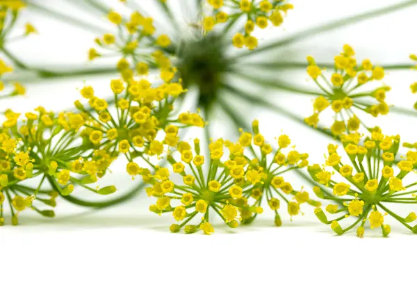 Färsk dill blommor — Stockfoto