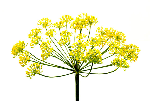 Fresh dill flowers