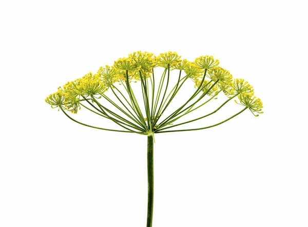 Fresh dill flowers — Stock Photo, Image