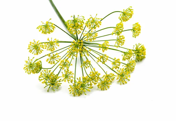 Kwiaty koperku Obraz Stockowy