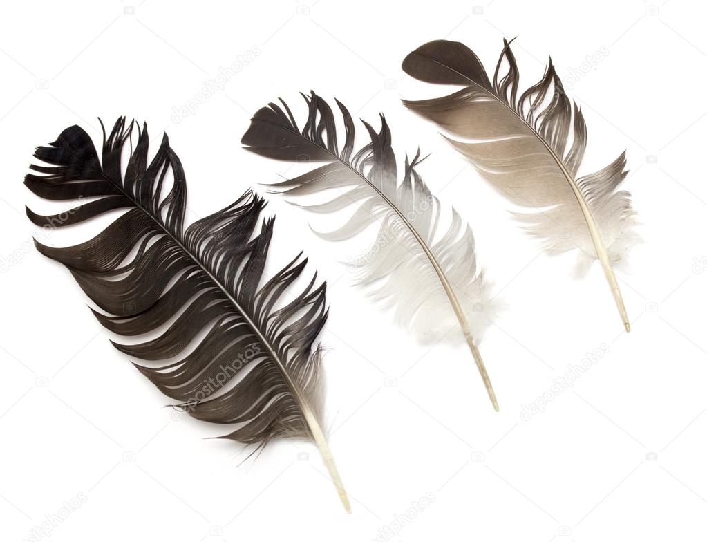 Feather of a bird