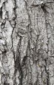 Stará drsná kůra stromu