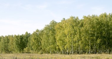 Huş ağacı orman manzarası