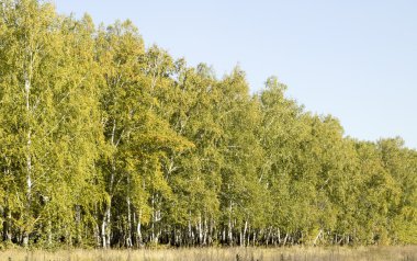Huş ağacı orman manzarası
