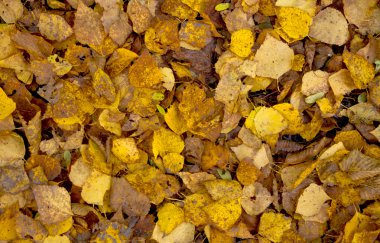 Sonbahar Yaprakları