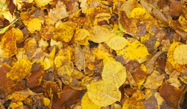 Sonbahar Yaprakları