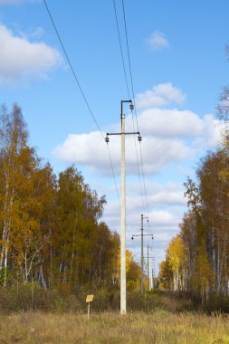 Ormanda elektrik direkleri