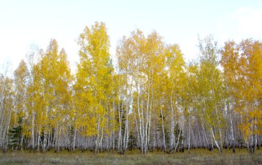 sonbahar orman manzarası