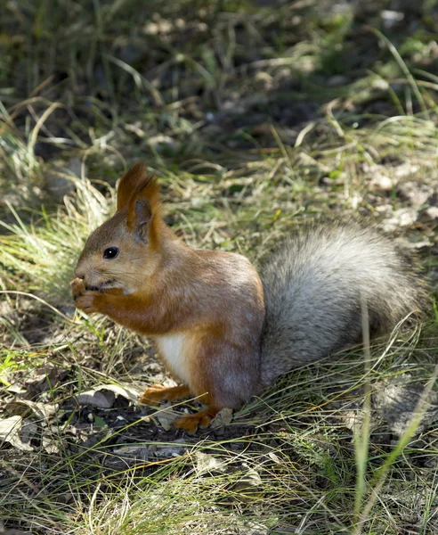 Ardilla roja — Foto de Stock