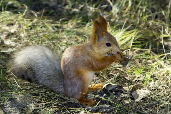 Rothörnchen — Stockfoto