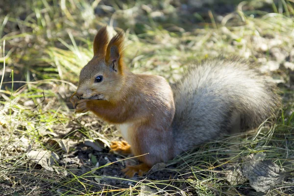 Rothörnchen — Stockfoto