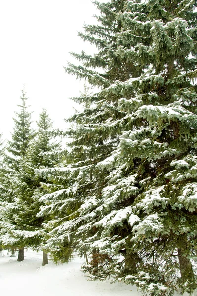 Abeto cubierto de nieve — Foto de Stock