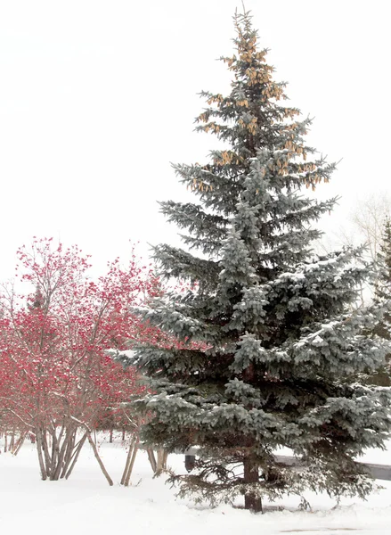 Zimowy krajobraz, świerk, Jarzębina — Zdjęcie stockowe