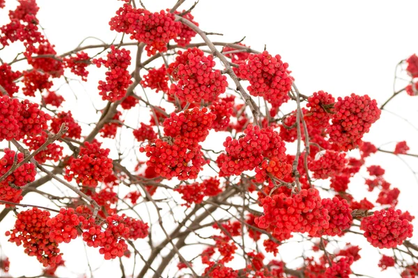 Manojos rojos de serbal —  Fotos de Stock