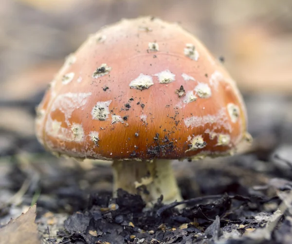 红色鹅膏菌 — 图库照片