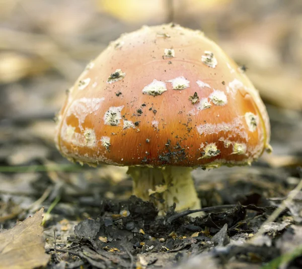 Červená muchomůrka — Stock fotografie