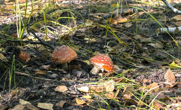 Amanita rossa — Foto Stock