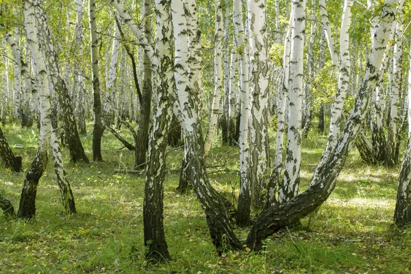 Birch forest landscape — Stock Photo, Image