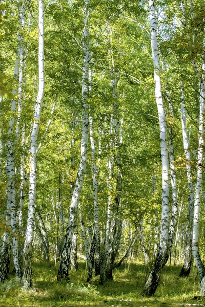 Björk skogslandskap — Stockfoto