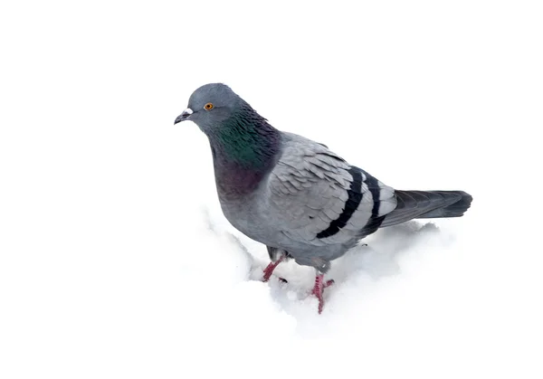 Pigeon on snow — Stock Photo, Image