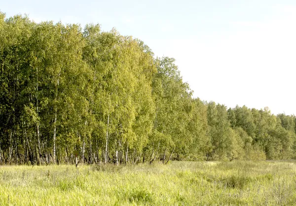 Birch forest landscape
