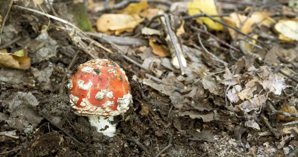 Amanita roja —  Fotos de Stock