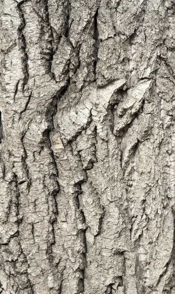 Velha casca de árvore áspera — Fotografia de Stock