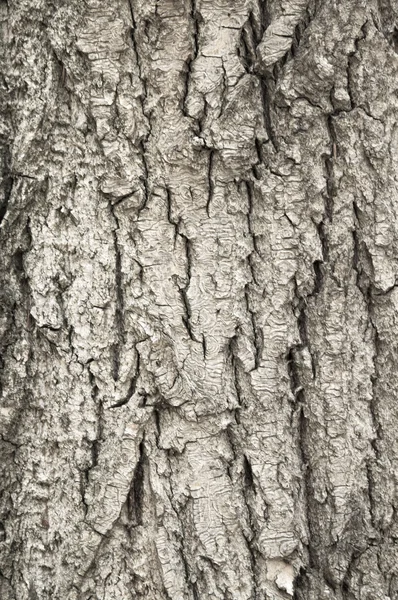 Stará drsná kůra stromu — Stock fotografie