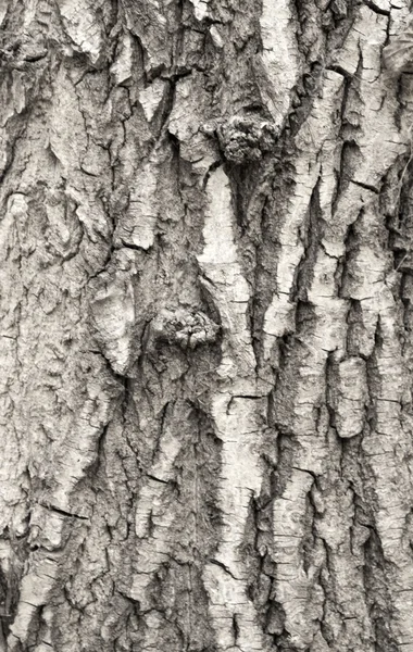 Παλιός τραχύς φλοιός δέντρων — Φωτογραφία Αρχείου