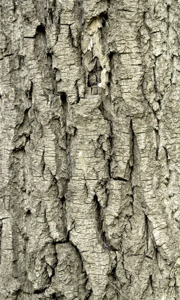 Old rough tree bark — Stock Photo, Image