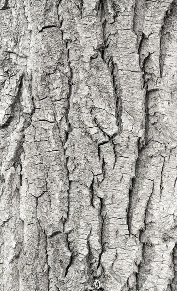 Corteza de árbol áspero viejo — Foto de Stock